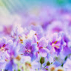 Meet your Posher, Alexa